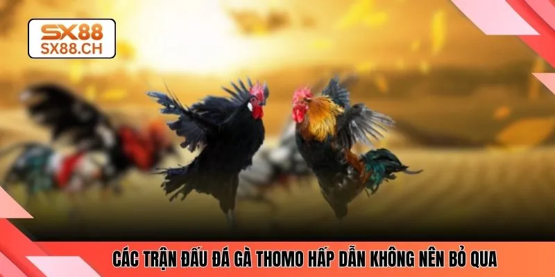 Khám Phá Sức Hút Đá Gà Thomo Và Trải Nghiệm Tại SX88 - SAXON.GAMES