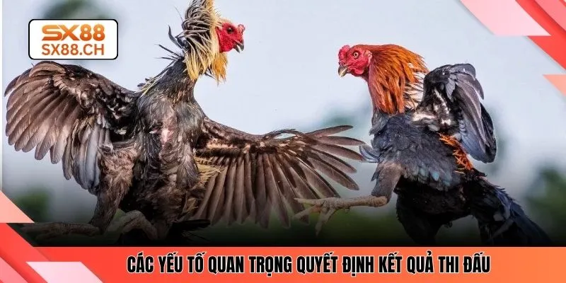 Đá Gà Đòn SX88 – Kinh Nghiệm Chuẩn Xác Cho Người Mới - SAXON.GAMES