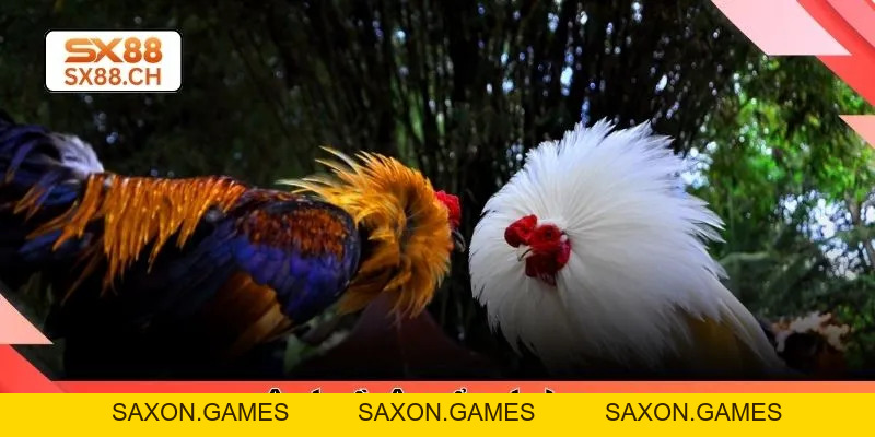 Khám Phá Sức Hút Đá Gà Thomo Và Trải Nghiệm Tại SX88 - SAXON.GAMES