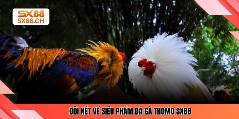 Khám Phá Sức Hút Đá Gà Thomo Và Trải Nghiệm Tại SX88 - SAXON.GAMES