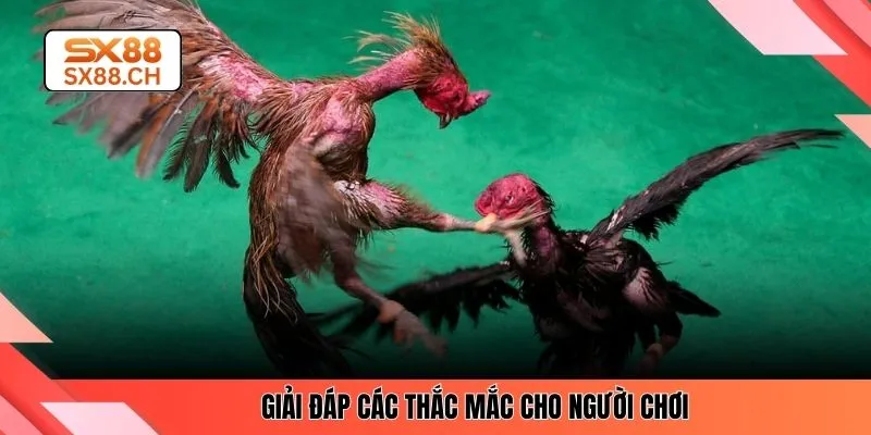 Đá Gà Đòn SX88 – Kinh Nghiệm Chuẩn Xác Cho Người Mới - SAXON.GAMES
