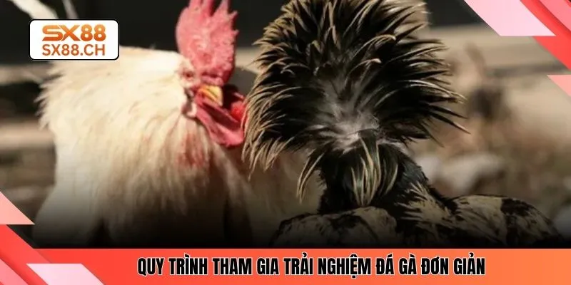 Khám Phá Sức Hút Đá Gà Thomo Và Trải Nghiệm Tại SX88 - SAXON.GAMES